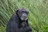 黑猩猩(黑猩猩：非洲大陆上的智慧之王)