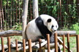 庞宝根：守护大熊猫的“金钥匙”